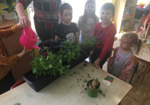 dzieci podlewają zioła w doniczce